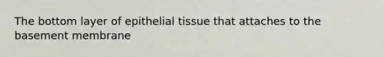 The bottom layer of <a href='https://www.questionai.com/knowledge/k7dms5lrVY-epithelial-tissue' class='anchor-knowledge'>epithelial tissue</a> that attaches to the basement membrane