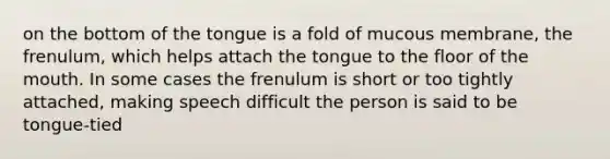 on the bottom of the tongue is a fold of mucous membrane, the frenulum, which helps attach the tongue to the floor of the mouth. In some cases the frenulum is short or too tightly attached, making speech difficult the person is said to be tongue-tied