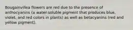 Bougainvillea flowers are red due to the presence of anthocyanins (a water-soluble pigment that produces blue, violet, and red colors in plants) as well as betacyanins (red and yellow pigment).