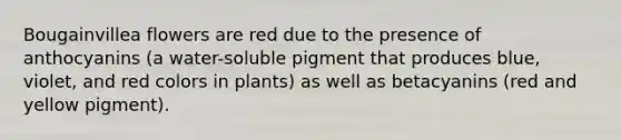 Bougainvillea flowers are red due to the presence of anthocyanins (a water-soluble pigment that produces blue, violet, and red colors in plants) as well as betacyanins (red and yellow pigment).