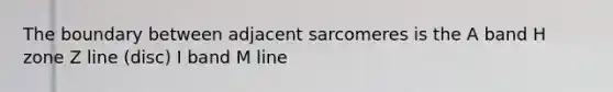 The boundary between adjacent sarcomeres is the A band H zone Z line (disc) I band M line