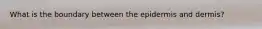 What is the boundary between the epidermis and dermis?