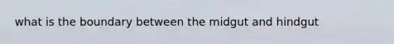 what is the boundary between the midgut and hindgut