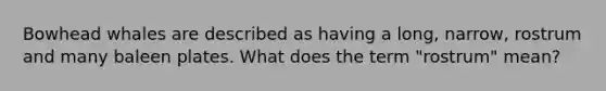 Bowhead whales are described as having a long, narrow, rostrum and many baleen plates. What does the term "rostrum" mean?