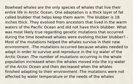 Bowhead whales are the only species of whales that live their entire life in Arctic Ocean. One adaptation is a thick layer of fat called blubber that helps keep them warm. The blubber is 18 inches thick. They evolved from ancestors that lived in the warm waters of the Pacific Ocean and did not have thick blubber. What was most likely true regarding genetic mutations that occurred during the time bowhead whales were evolving thicker blubber? -Most of the mutations helped the whales survive in their new environment. -The mutations occurred because whales needed to adapt in order to survive and reproduce in the icy water of the Arctic Ocean -The number of mutations occurring in the whale population increased when the whales moved into the icy water of the Arctic Ocean and then decreased when the whales finished adapting to their environment -The mutations were not affected by water temperature or the needs of the whales