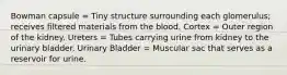 Bowman capsule = Tiny structure surrounding each glomerulus; receives filtered materials from the blood. Cortex = Outer region of the kidney. Ureters = Tubes carrying urine from kidney to the urinary bladder. Urinary Bladder = Muscular sac that serves as a reservoir for urine.