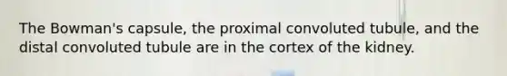 The Bowman's capsule, the proximal convoluted tubule, and the distal convoluted tubule are in the cortex of the kidney.