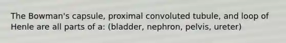 The Bowman's capsule, proximal convoluted tubule, and loop of Henle are all parts of a: (bladder, nephron, pelvis, ureter)