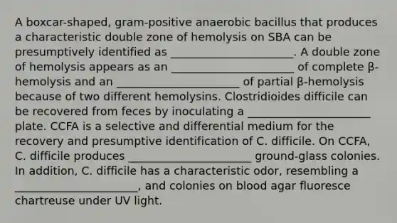 A boxcar-shaped, gram-positive anaerobic bacillus that produces a characteristic double zone of hemolysis on SBA can be presumptively identified as ______________________. A double zone of hemolysis appears as an ______________________ of complete β-hemolysis and an ______________________ of partial β-hemolysis because of two different hemolysins. Clostridioides difficile can be recovered from feces by inoculating a ______________________ plate. CCFA is a selective and differential medium for the recovery and presumptive identification of C. difficile. On CCFA, C. difficile produces ______________________ ground-glass colonies. In addition, C. difficile has a characteristic odor, resembling a ______________________, and colonies on blood agar fluoresce chartreuse under UV light.