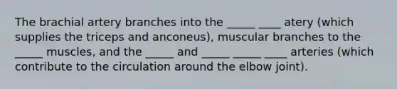 The brachial artery branches into the _____ ____ atery (which supplies the triceps and anconeus), muscular branches to the _____ muscles, and the _____ and _____ _____ ____ arteries (which contribute to the circulation around the elbow joint).