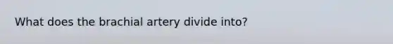 What does the brachial artery divide into?