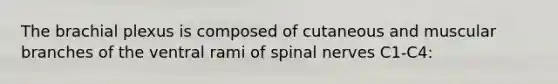 The brachial plexus is composed of cutaneous and muscular branches of the ventral rami of spinal nerves C1-C4: