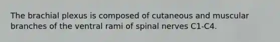 The brachial plexus is composed of cutaneous and muscular branches of the ventral rami of spinal nerves C1-C4.