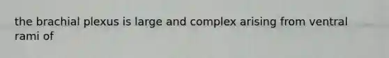 the brachial plexus is large and complex arising from ventral rami of