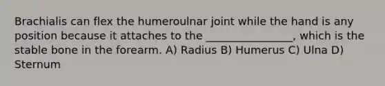 Brachialis can flex the humeroulnar joint while the hand is any position because it attaches to the ________________, which is the stable bone in the forearm. A) Radius B) Humerus C) Ulna D) Sternum