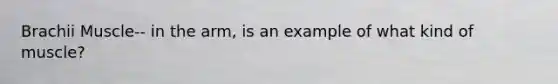 Brachii Muscle-- in the arm, is an example of what kind of muscle?