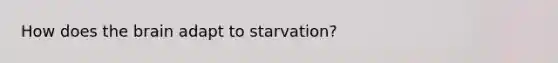 How does the brain adapt to starvation?