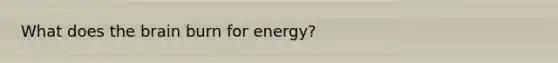 What does the brain burn for energy?