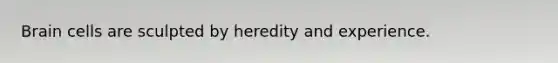 Brain cells are sculpted by heredity and experience.