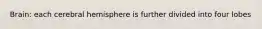 Brain: each cerebral hemisphere is further divided into four lobes