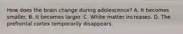 How does the brain change during adolescence? A. It becomes smaller. B. It becomes larger. C. White matter increases. D. The prefrontal cortex temporarily disappears.