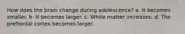 How does the brain change during adolescence? a. It becomes smaller. b. It becomes larger. c. White matter increases. d. The prefrontal cortex becomes larger.