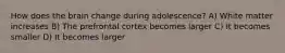 How does the brain change during adolescence? A) White matter increases B) The prefrontal cortex becomes larger C) It becomes smaller D) It becomes larger