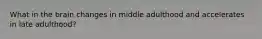 What in the brain changes in middle adulthood and accelerates in late adulthood?