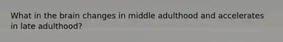 What in the brain changes in middle adulthood and accelerates in late adulthood?