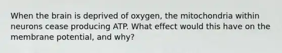 When the brain is deprived of oxygen, the mitochondria within neurons cease producing ATP. What effect would this have on the membrane potential, and why?