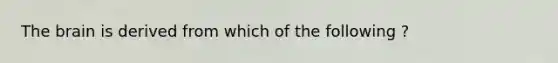 <a href='https://www.questionai.com/knowledge/kLMtJeqKp6-the-brain' class='anchor-knowledge'>the brain</a> is derived from which of the following ?