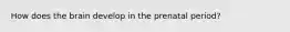 How does the brain develop in the prenatal period?