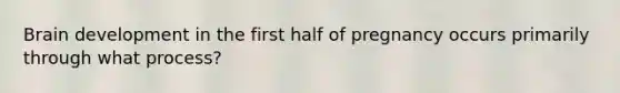 Brain development in the first half of pregnancy occurs primarily through what process?