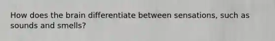 How does <a href='https://www.questionai.com/knowledge/kLMtJeqKp6-the-brain' class='anchor-knowledge'>the brain</a> differentiate between sensations, such as sounds and smells?