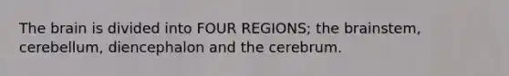 The brain is divided into FOUR REGIONS; the brainstem, cerebellum, diencephalon and the cerebrum.
