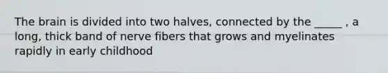 The brain is divided into two halves, connected by the _____ , a long, thick band of nerve fibers that grows and myelinates rapidly in early childhood