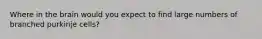 Where in the brain would you expect to find large numbers of branched purkinje cells?