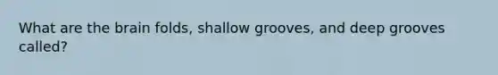 What are <a href='https://www.questionai.com/knowledge/kLMtJeqKp6-the-brain' class='anchor-knowledge'>the brain</a> folds, shallow grooves, and deep grooves called?