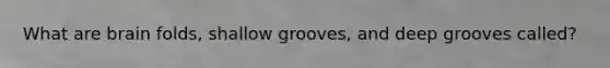 What are brain folds, shallow grooves, and deep grooves called?