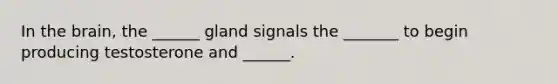 In the brain, the ______ gland signals the _______ to begin producing testosterone and ______.