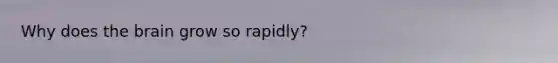 Why does <a href='https://www.questionai.com/knowledge/kLMtJeqKp6-the-brain' class='anchor-knowledge'>the brain</a> grow so rapidly?