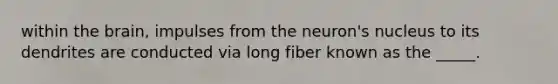 within the brain, impulses from the neuron's nucleus to its dendrites are conducted via long fiber known as the _____.