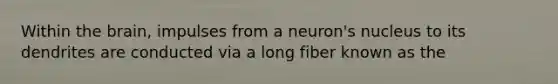 Within the brain, impulses from a neuron's nucleus to its dendrites are conducted via a long fiber known as the