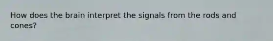 How does <a href='https://www.questionai.com/knowledge/kLMtJeqKp6-the-brain' class='anchor-knowledge'>the brain</a> interpret the signals from the rods and cones?