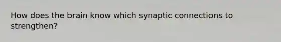 How does the brain know which synaptic connections to strengthen?