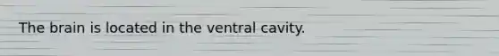 The brain is located in the ventral cavity.