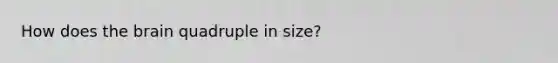 How does the brain quadruple in size?