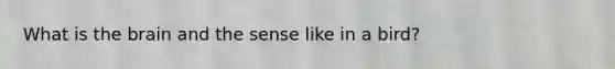 What is <a href='https://www.questionai.com/knowledge/kLMtJeqKp6-the-brain' class='anchor-knowledge'>the brain</a> and the sense like in a bird?