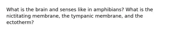 What is the brain and senses like in amphibians? What is the nictitating membrane, the tympanic membrane, and the ectotherm?