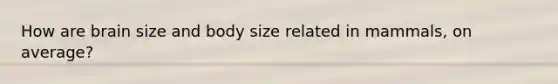 How are brain size and body size related in mammals, on average?